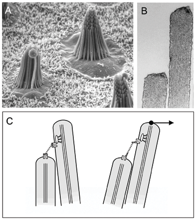Root Hair Cell