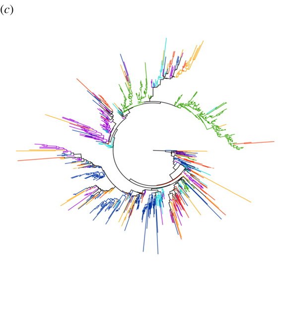 african language tree