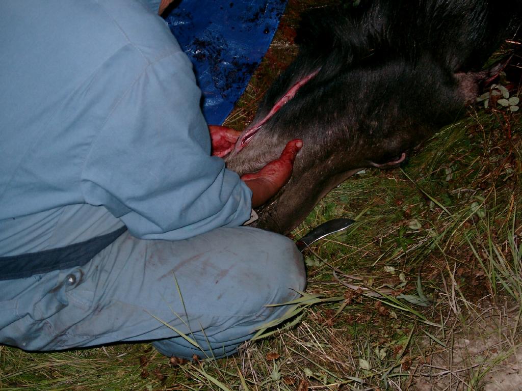 Cutting a slit for removing a moose's tongue