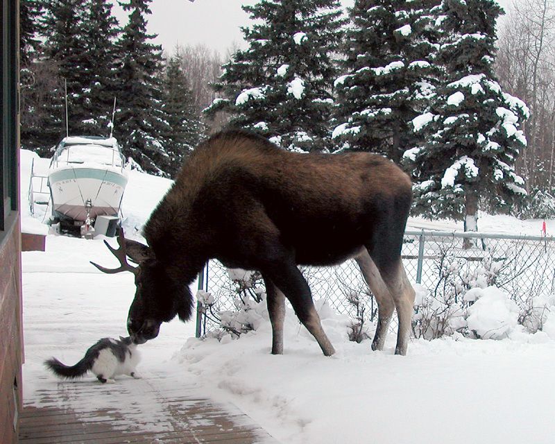 A moose and a cat nuzzling each other